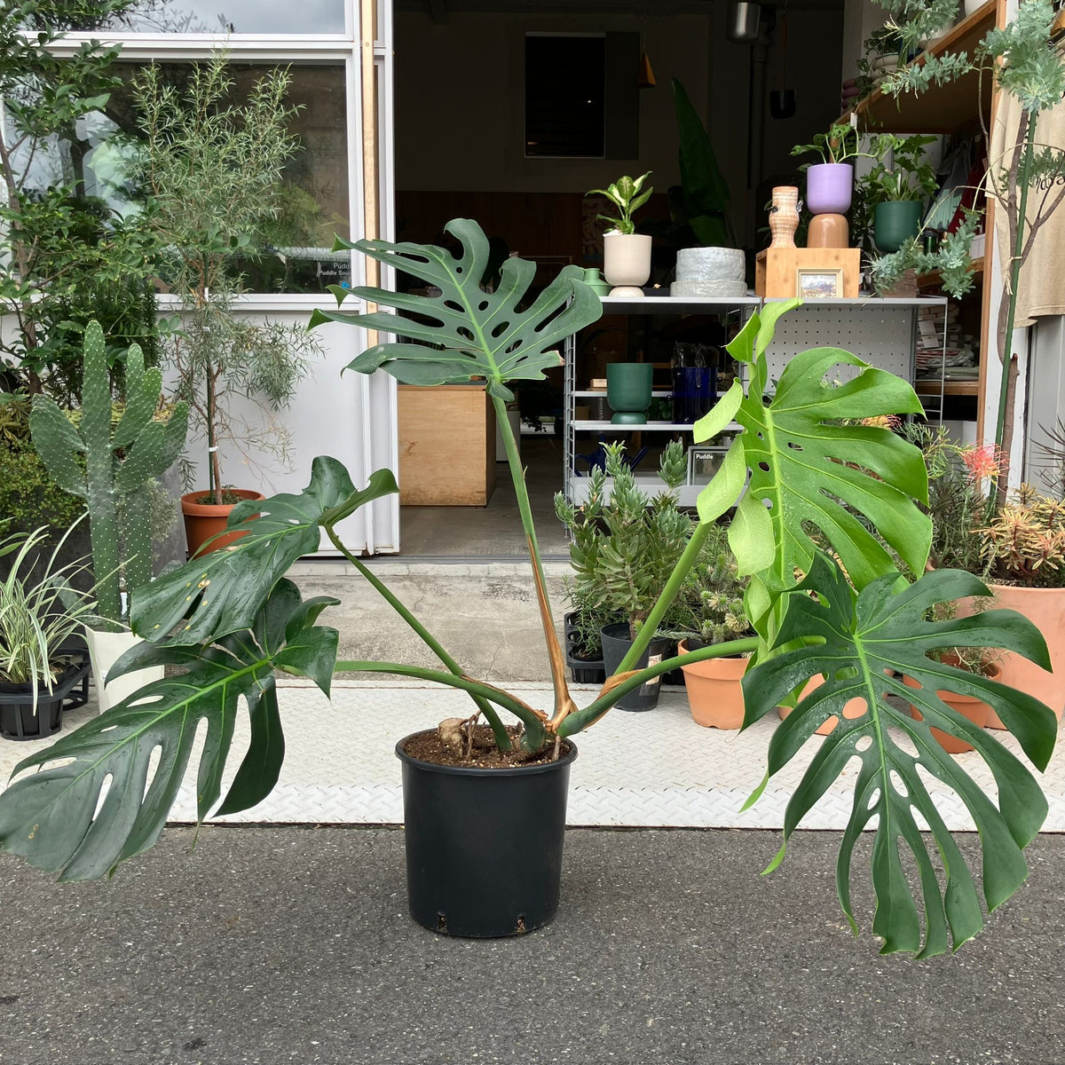 Fruit Salad Plant (Monstera deliciosa)  モンステラ デリシオーサ