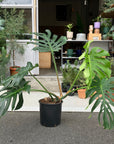Fruit Salad Plant (Monstera deliciosa)  モンステラ デリシオーサ