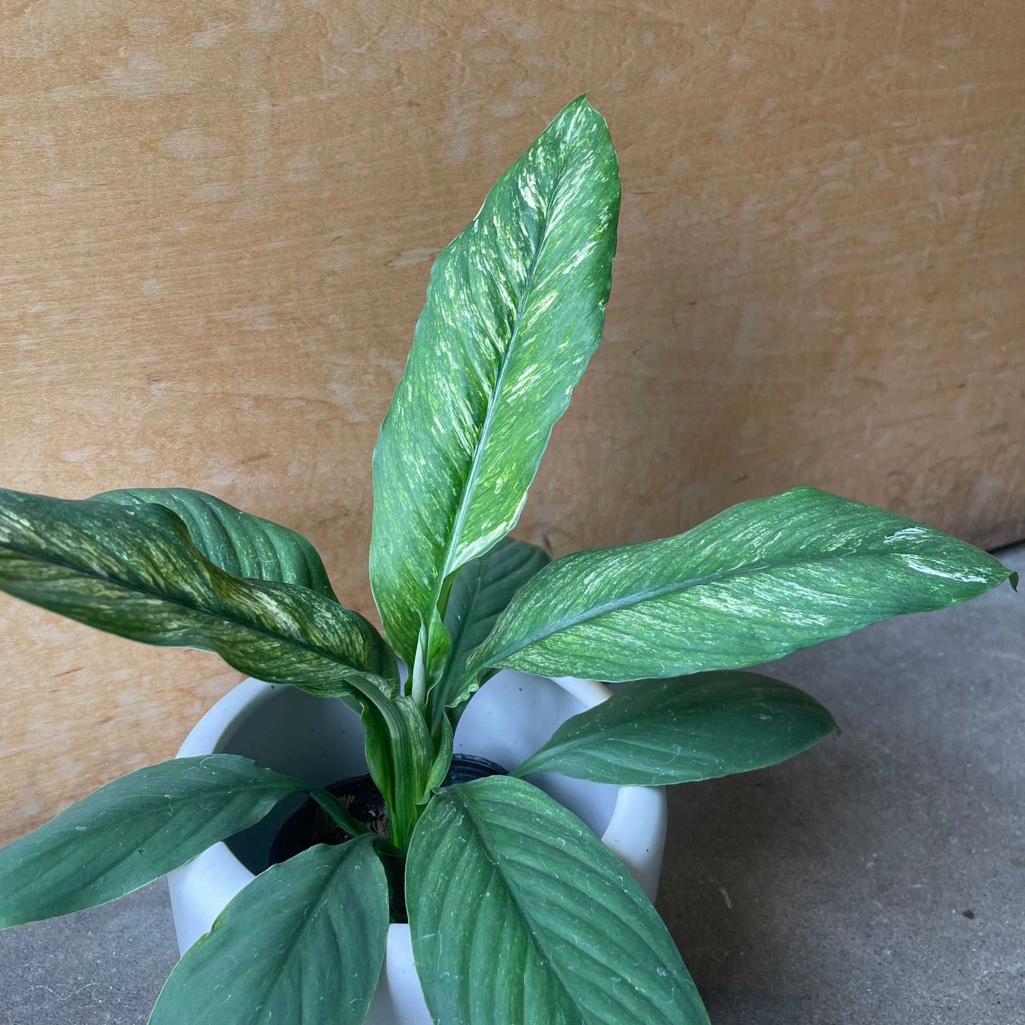 Spathiphyllum Variegata スパティフィラム センセーション バリエガータ Size 4