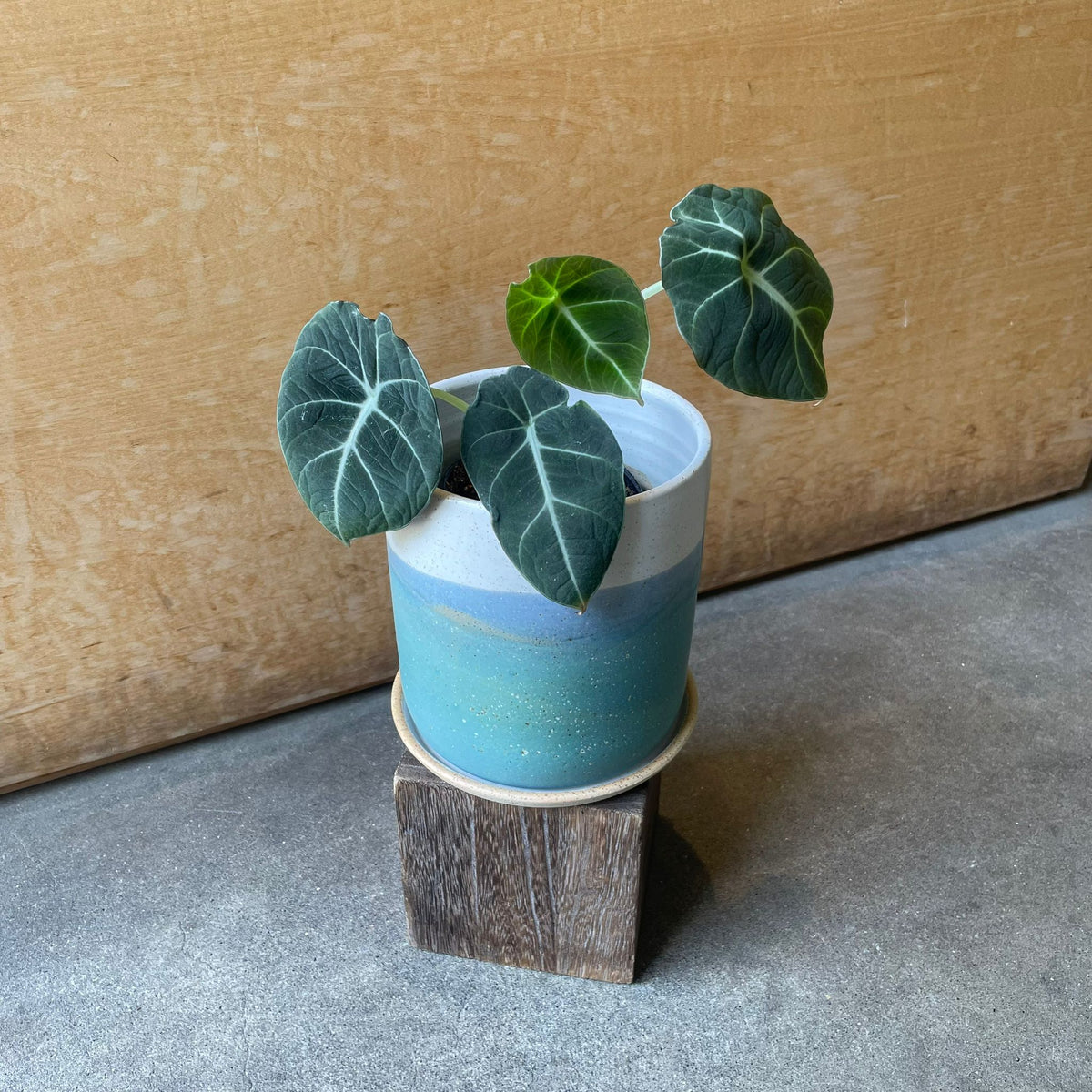 Alocasia 'Black Velvet'  アロカシア ブラックベルベット Size 3