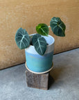 Alocasia 'Black Velvet'  アロカシア ブラックベルベット Size 3