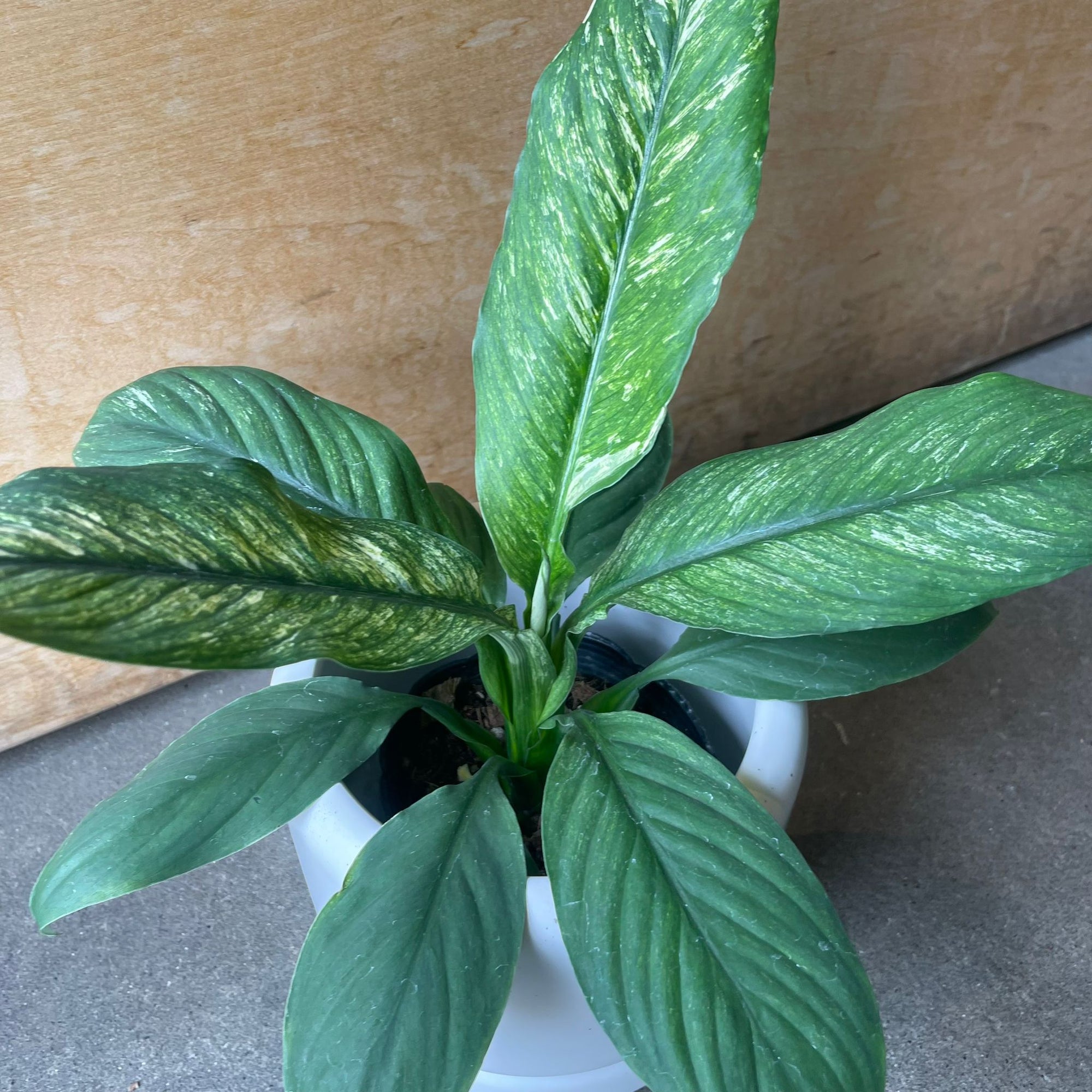 Spathiphyllum Variegata スパティフィラム センセーション バリエガータ Size 4