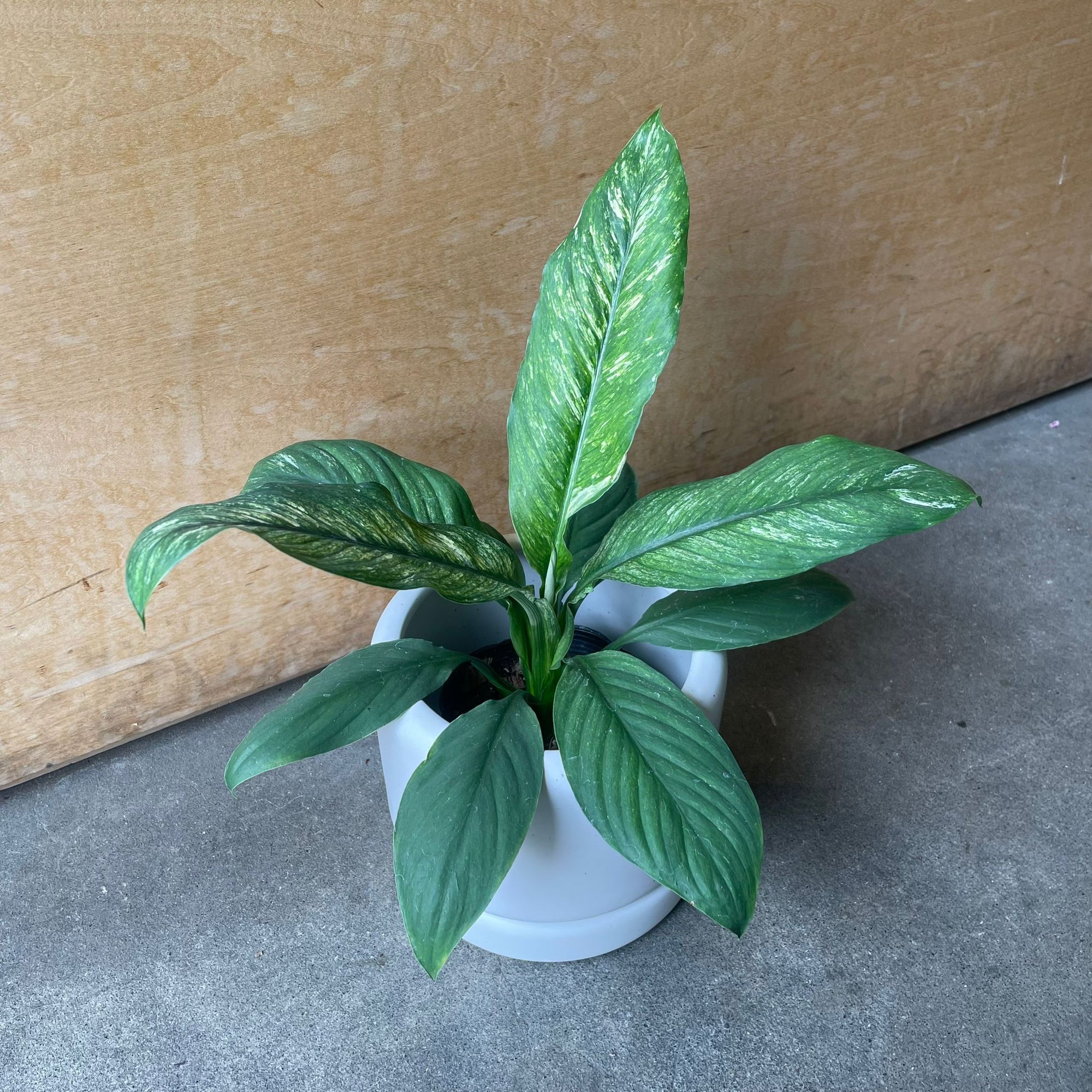 Spathiphyllum Variegata スパティフィラム センセーション バリエガータ Size 4