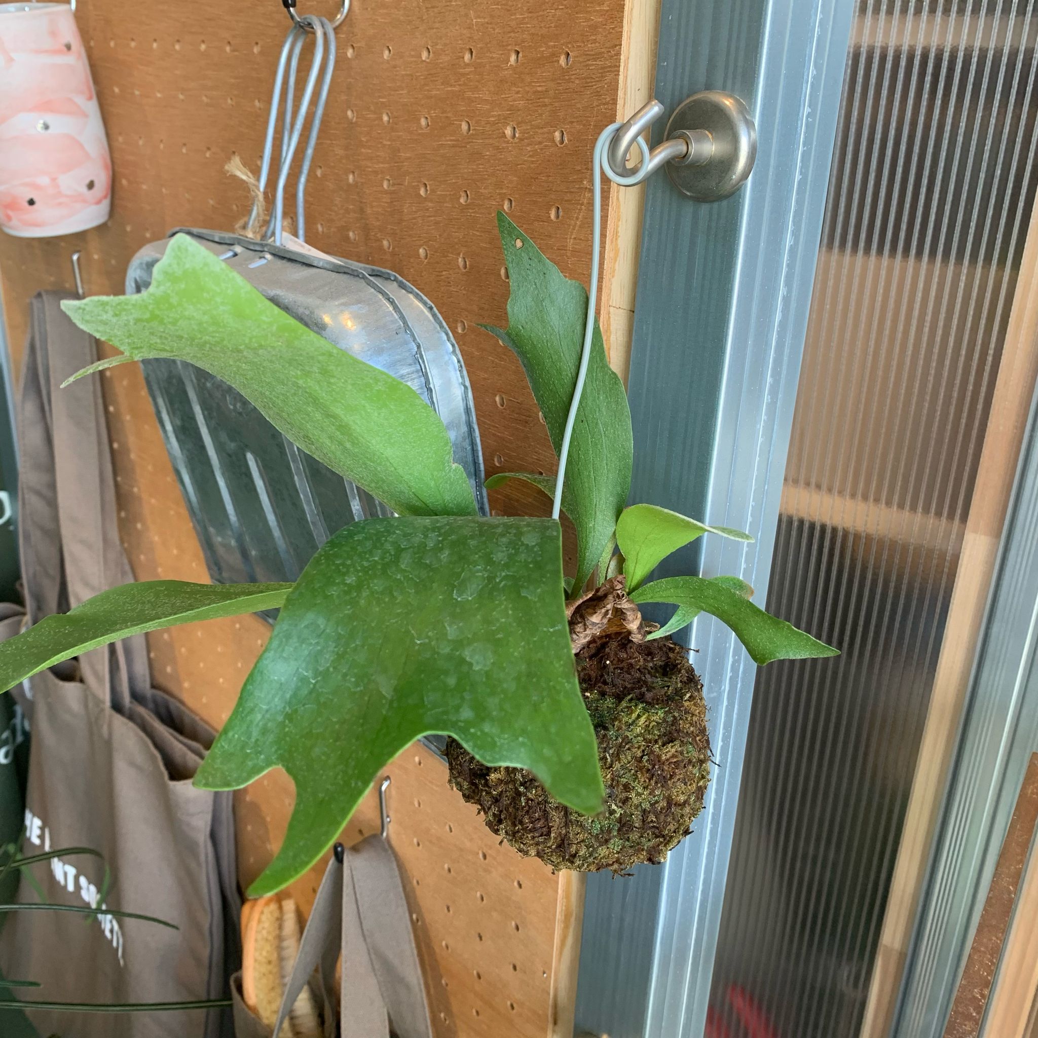 ビカクシダ(コウモリラン) 苔玉 I インドアプランツ Iプラント