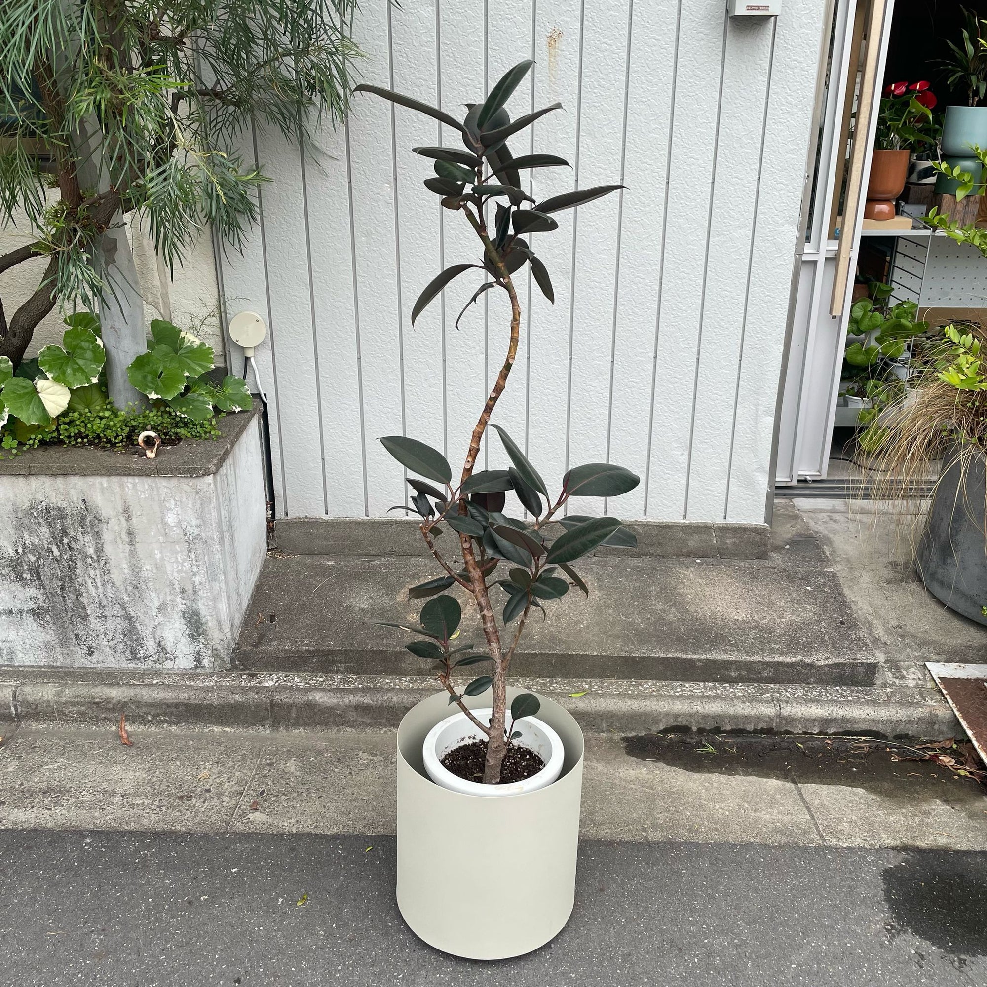 Rubber Plant (Ficus elastica &#39;Burgundy&#39;)フィカス バーガンディ