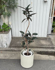 Rubber Plant (Ficus elastica 'Burgundy')フィカス バーガンディ