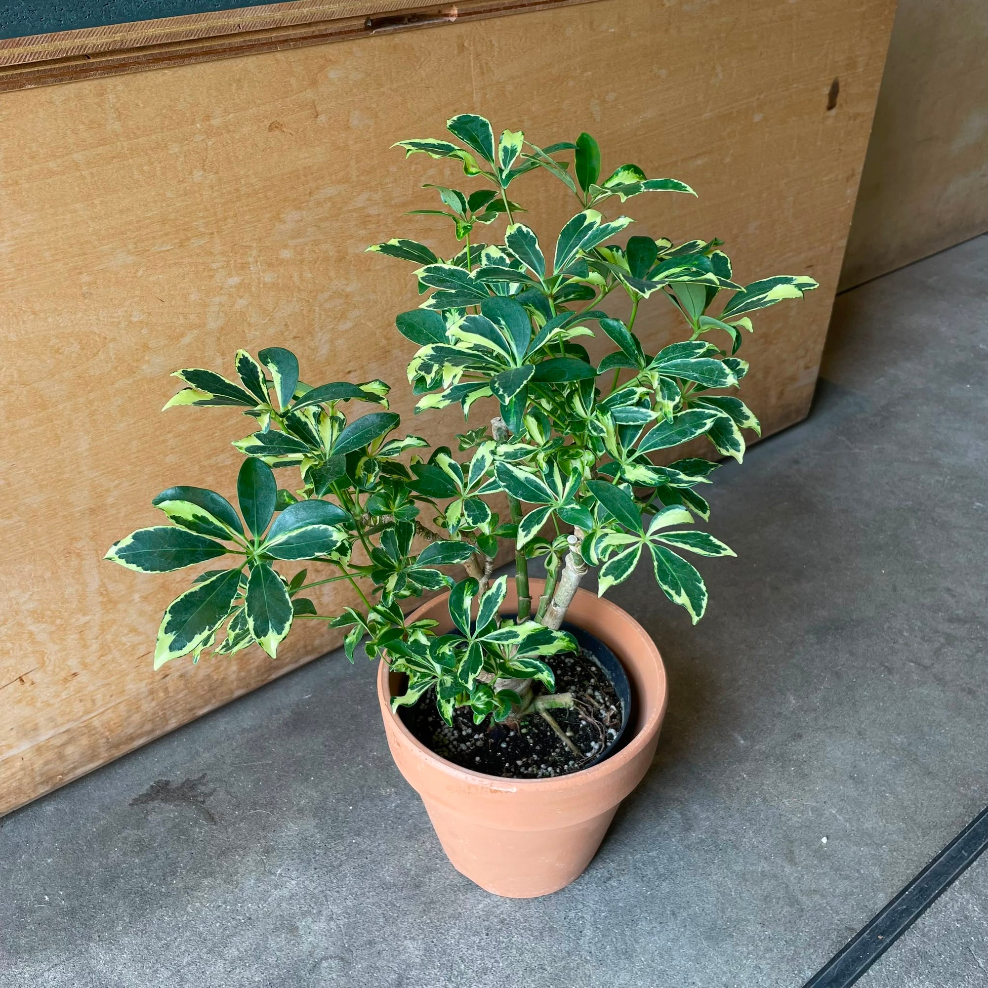 Schefflera arboricola cv. Compacta variagata シェフレラ・コンパクタ(斑入り)