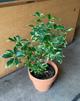 Schefflera arboricola cv. Compacta variagata シェフレラ・コンパクタ(斑入り)