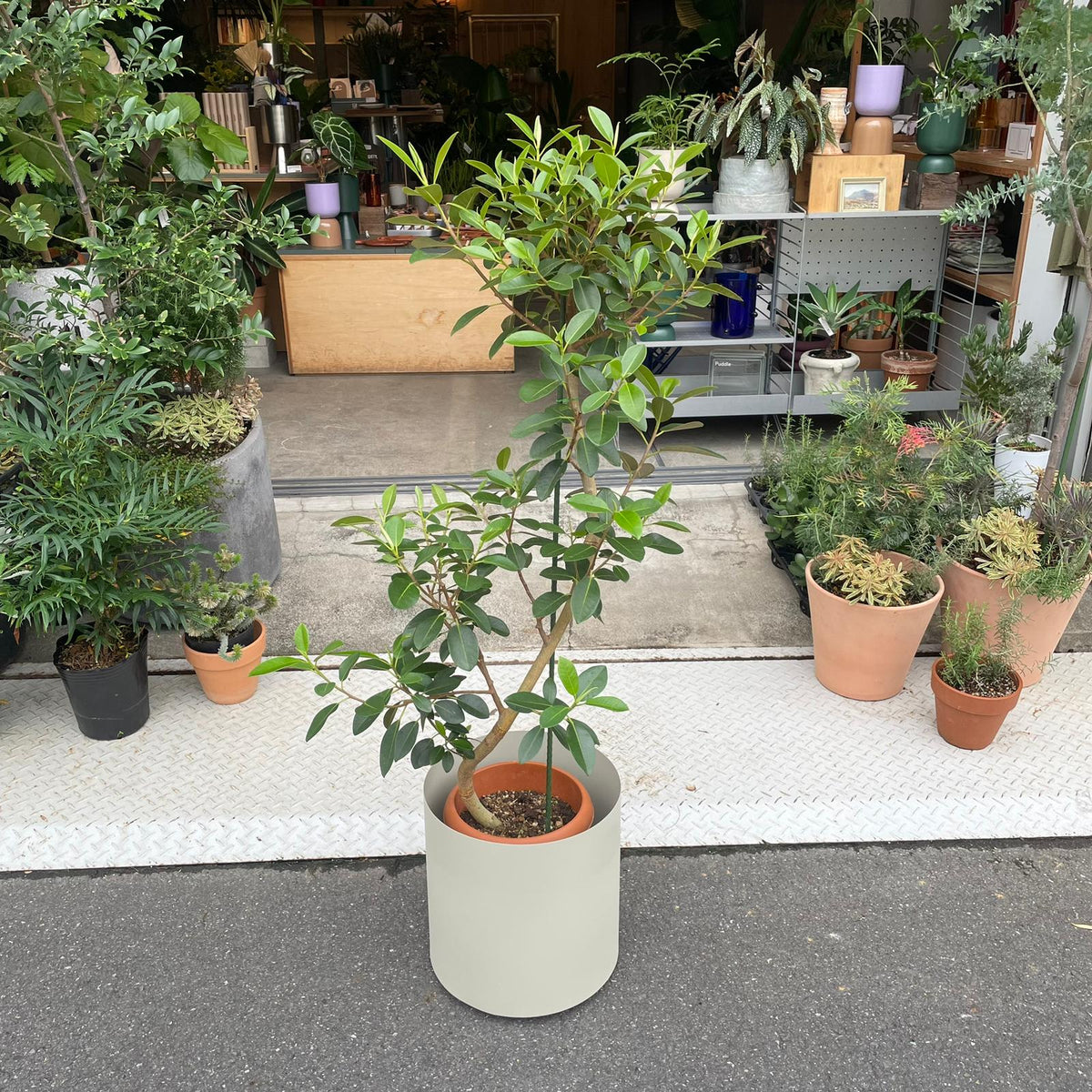 Ficus Rubiginosa フランスゴム