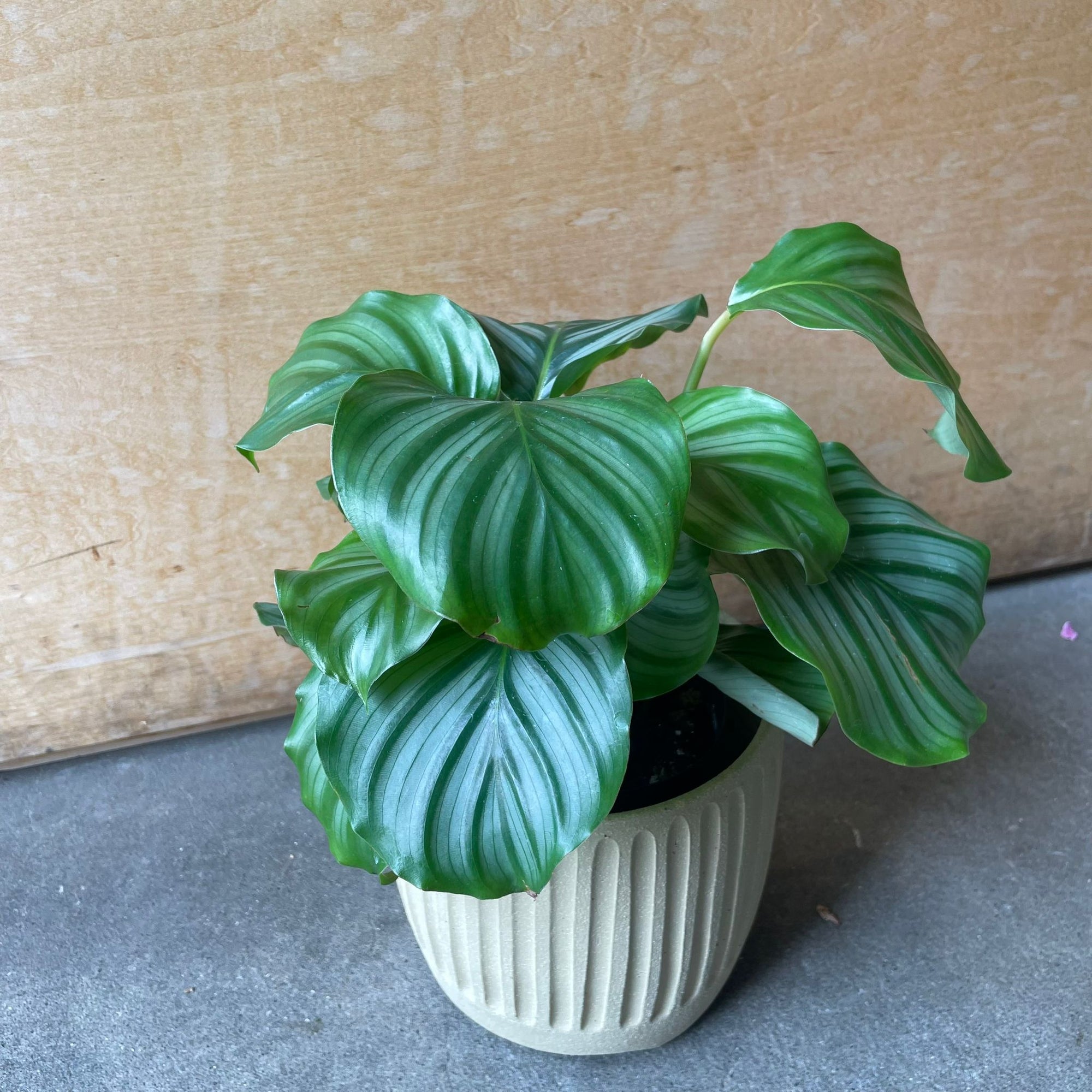 Peacock Plant (Calathea Orbifolia) カラテア オルビフォリア