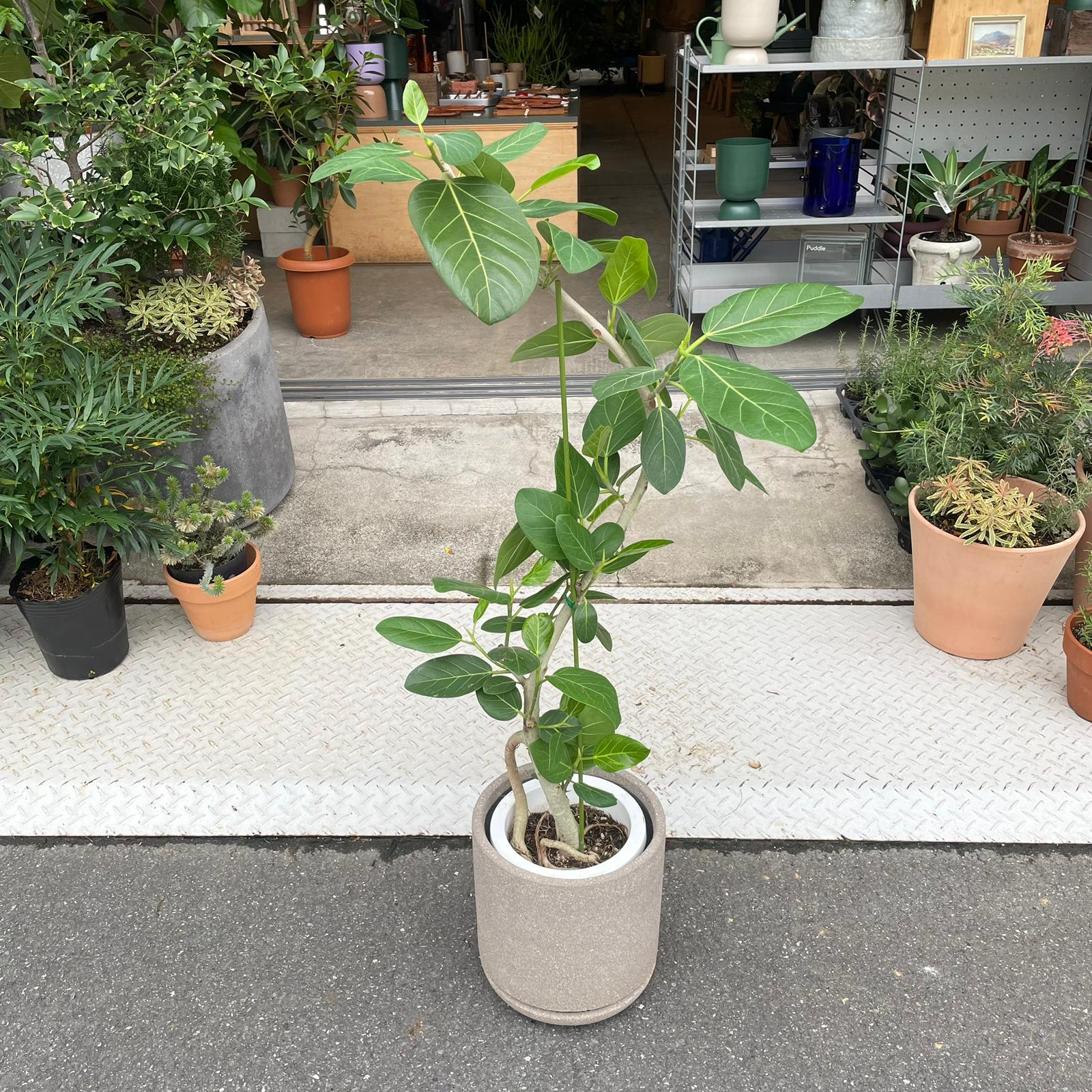 Ficus Audrey (Ficus benghalensis) フィカス ベンガレンシス I