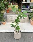 Ficus Audrey (Ficus benghalensis) フィカス  ベンガレンシス