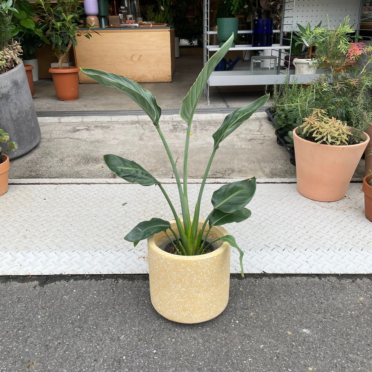 Bird of Paradise (Strelitzia reginae) バード オブ パラダイス（ストレチア レギネ）