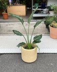 Bird of Paradise (Strelitzia reginae) バード オブ パラダイス（ストレチア レギネ）