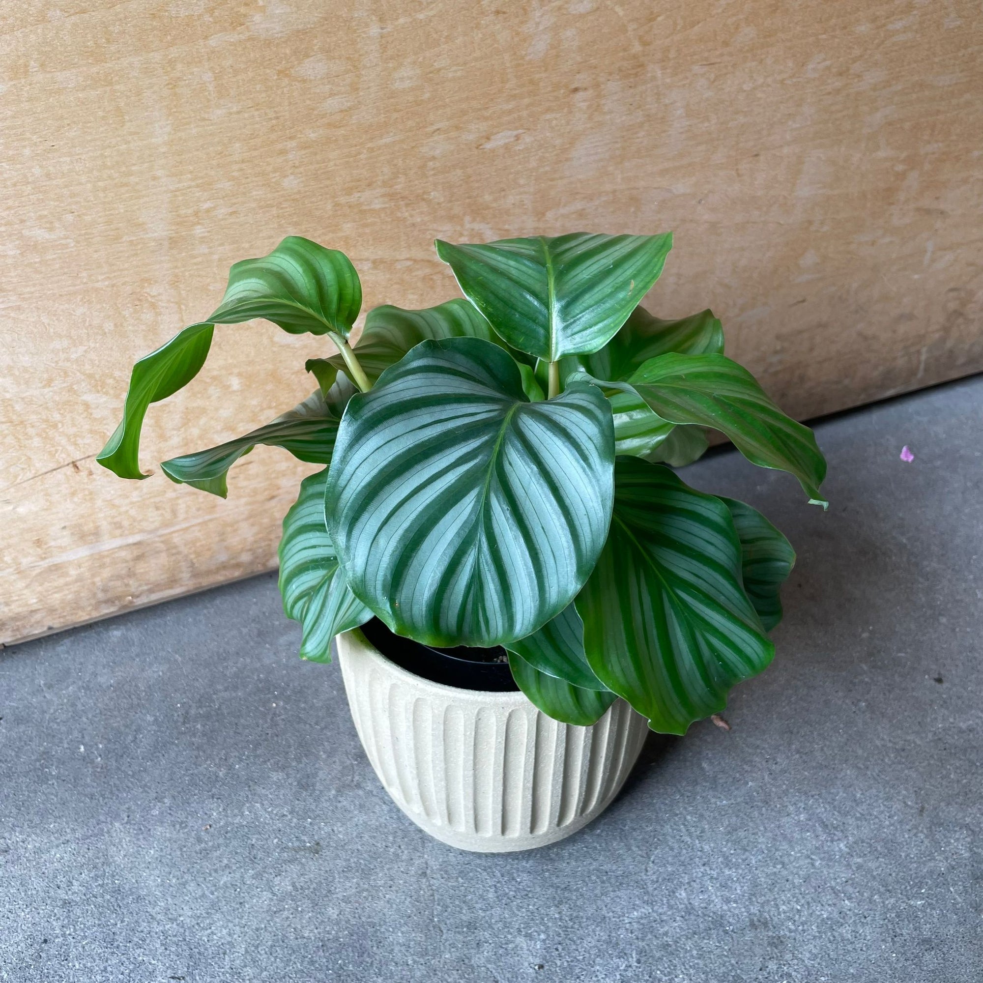 Peacock Plant (Calathea Orbifolia) カラテア オルビフォリア