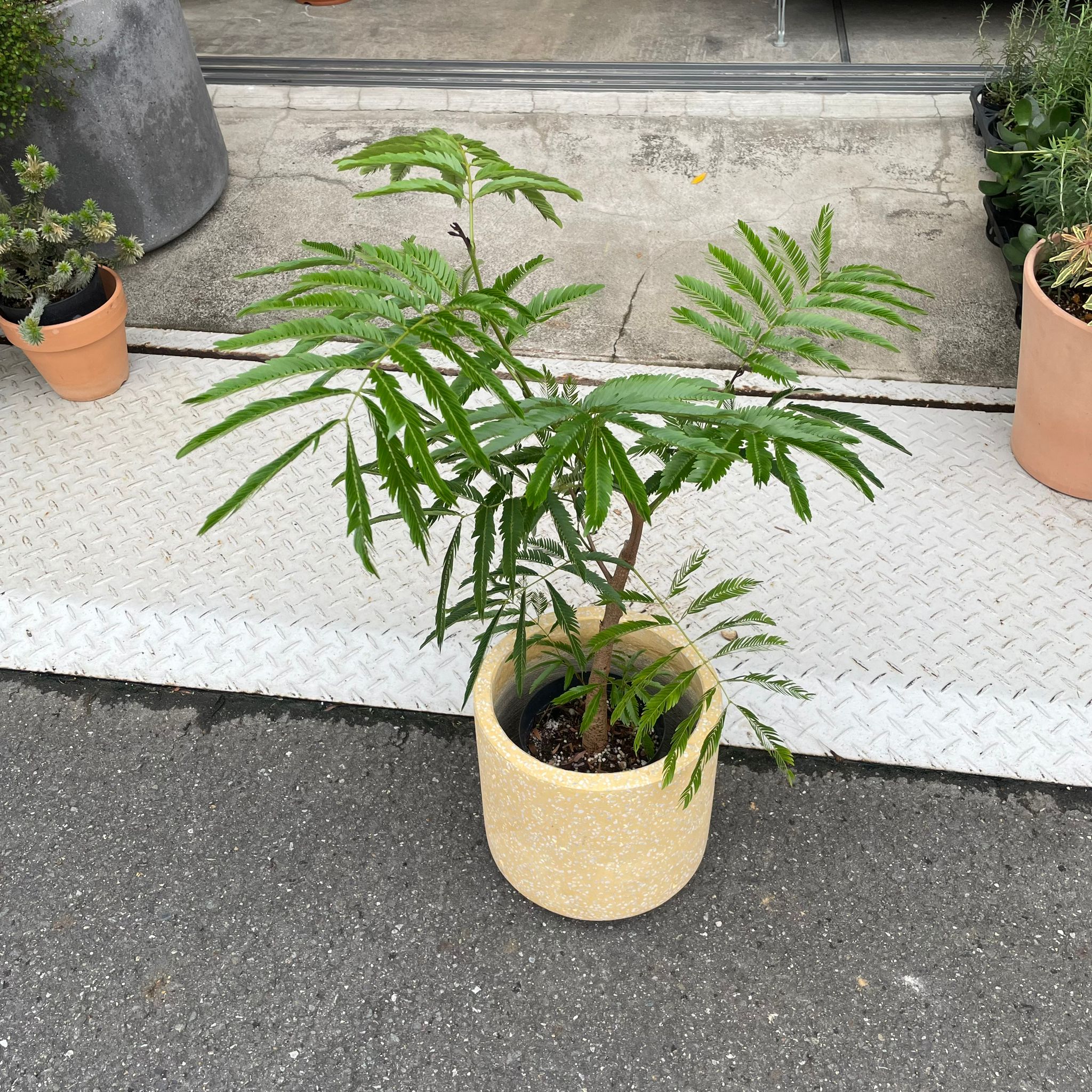Ever Fresh Tree エバーフレッシュ I インドアプランツ I プラント