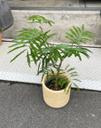 Ever Fresh Tree エバーフレッシュ