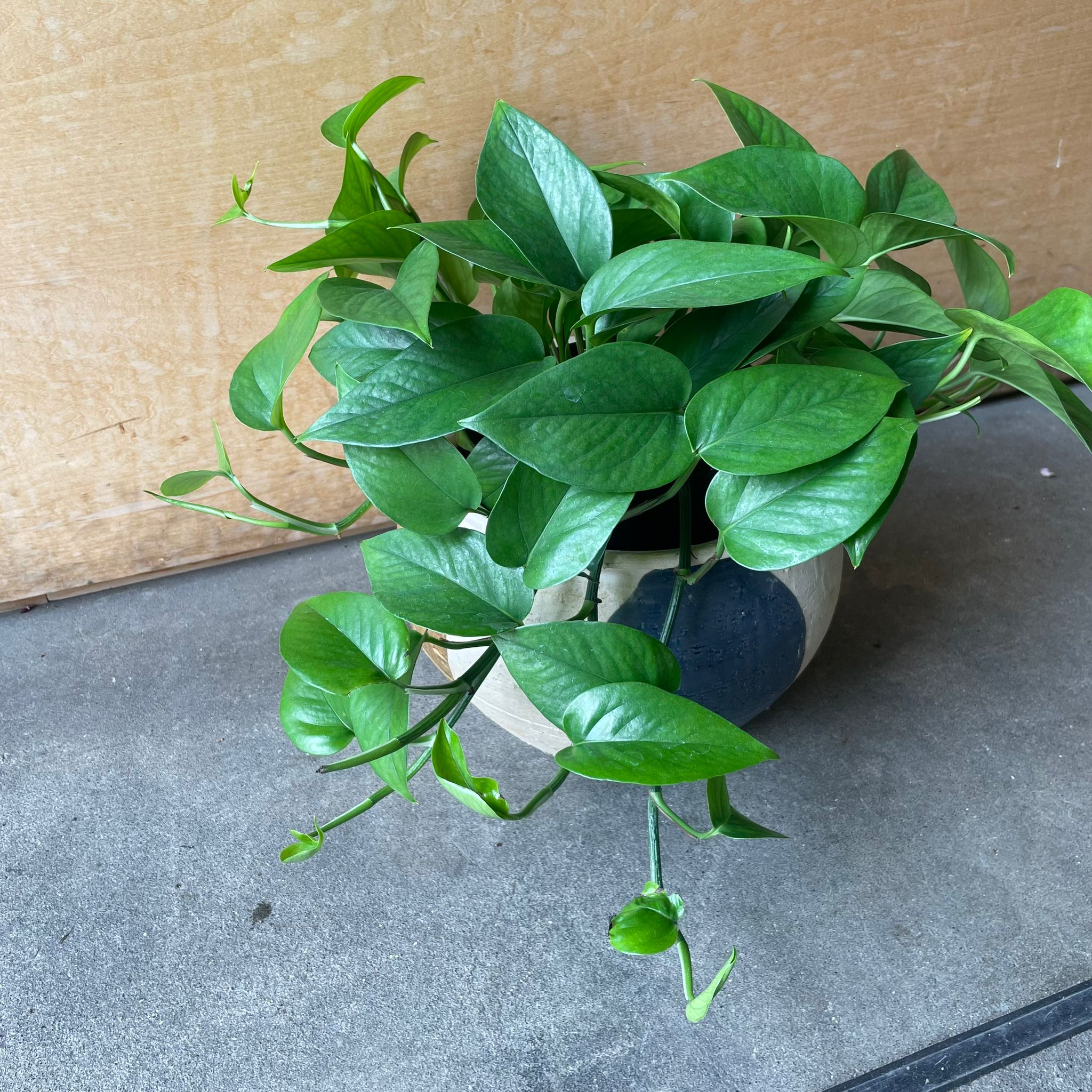 パーフェクトグリーン I 植物 I プラントソサエティトーキョー – THE