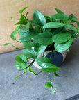 Pothos ポトス パーフェクトグリーン
