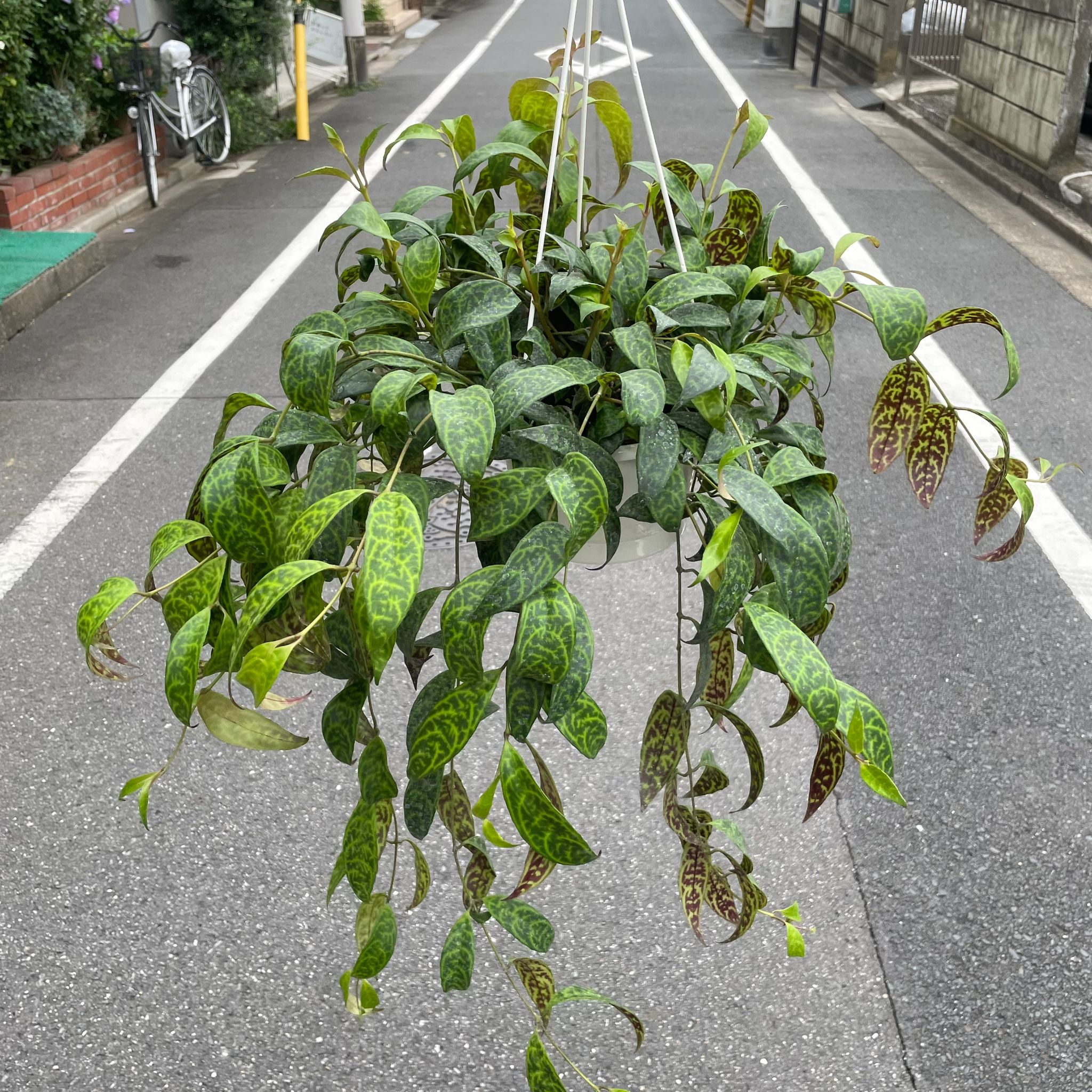 エキスナンサスマルモラタス エスキナンサス マルモラタス I インドアプランツ I プラント