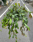 Aeschynanthus Marmoratus エスキナンサス マルモラタス