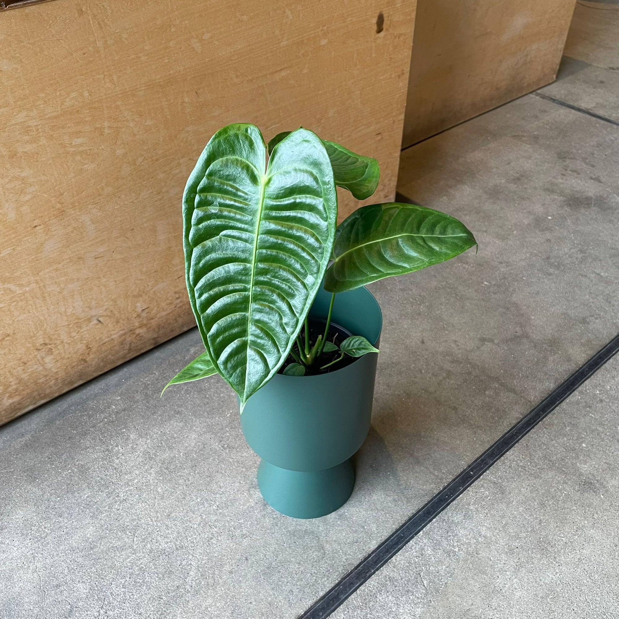 Anthurium veitchii アンスリウム ベーチー