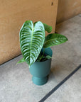 Anthurium veitchii アンスリウム ベーチー