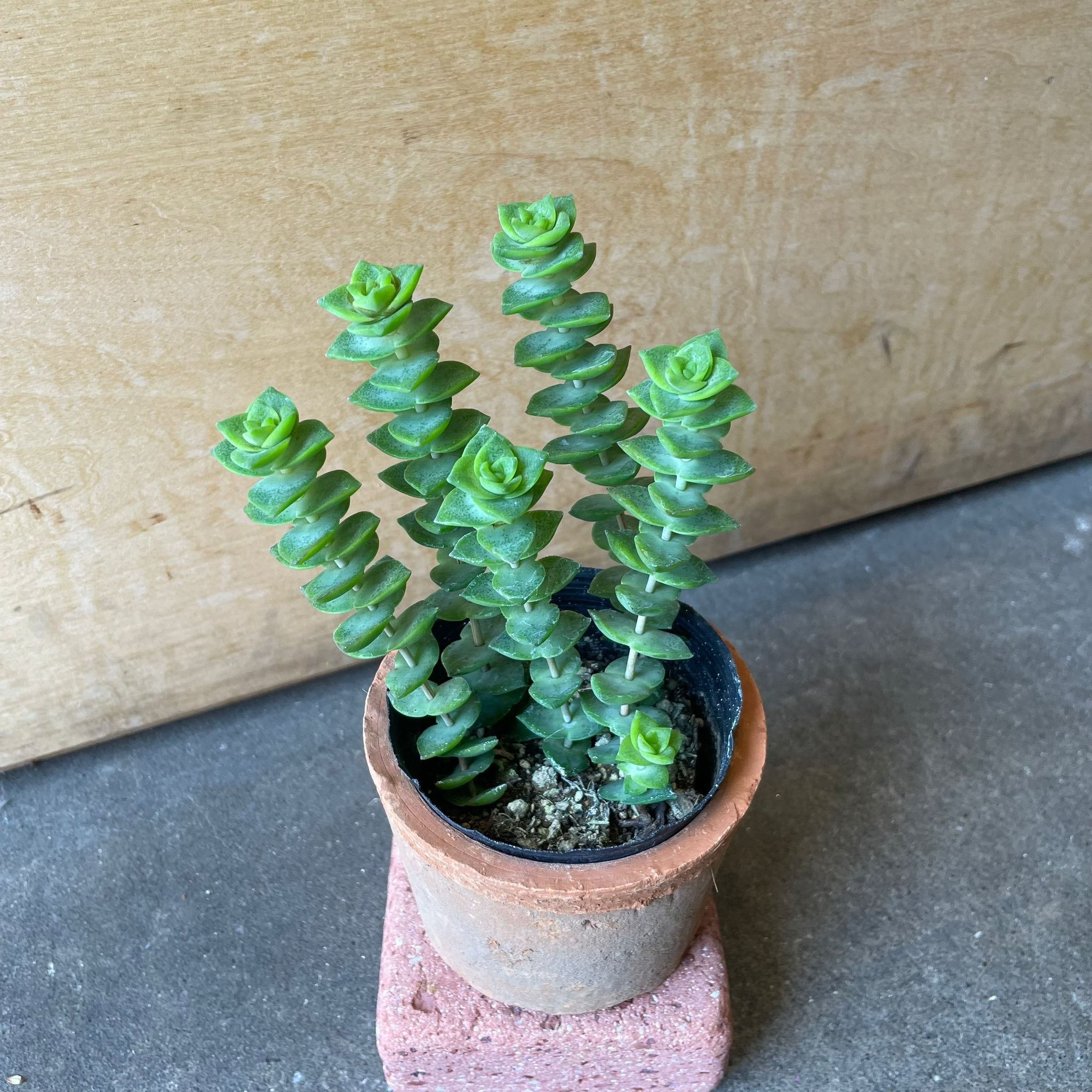 ミニ多肉植物アソート I インドアプランツ I プラントソサエティ