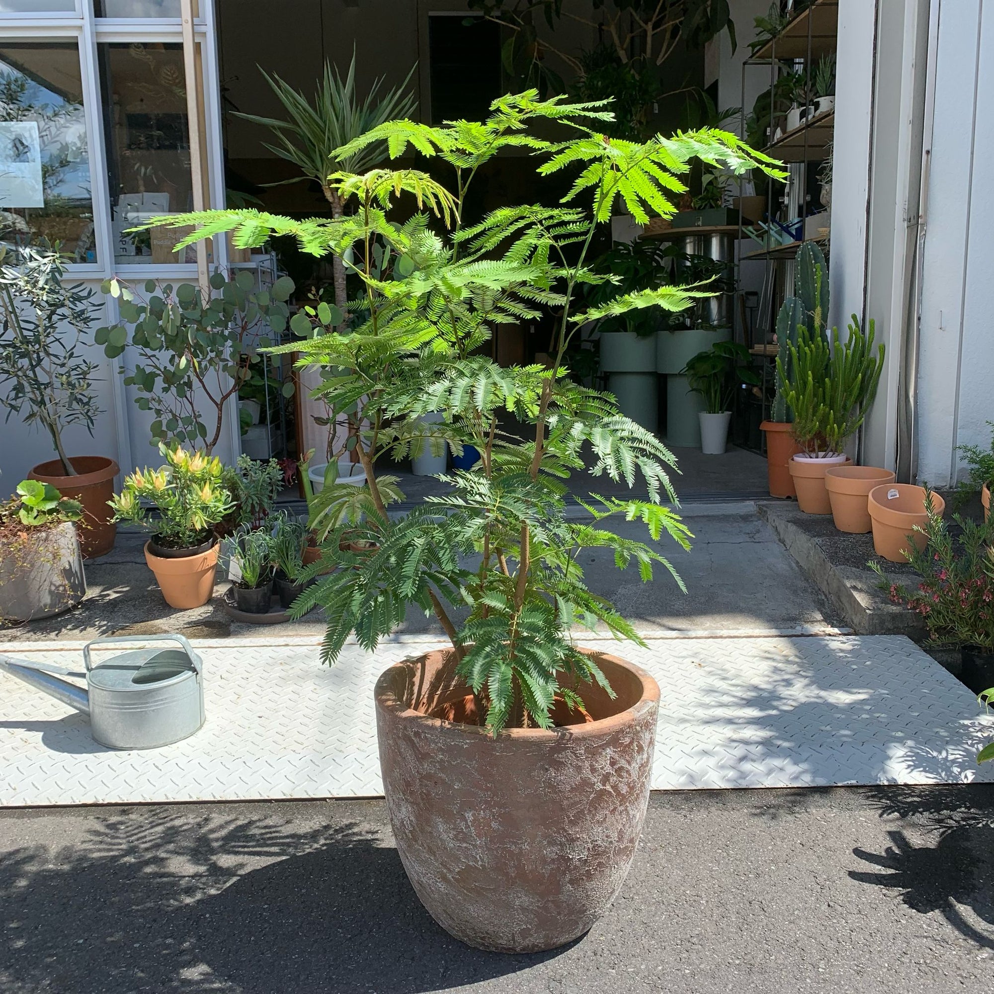 Ever Fresh Tree エバーフレッシュ