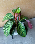 Calathea Jungle velvet  カラテア フレームスター