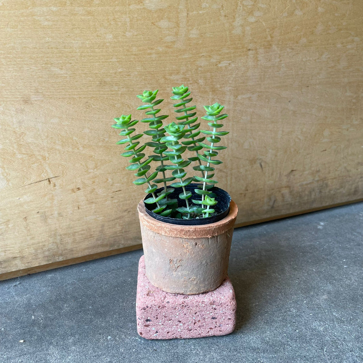 ミニ多肉植物アソート I インドアプランツ I プラントソサエティ 