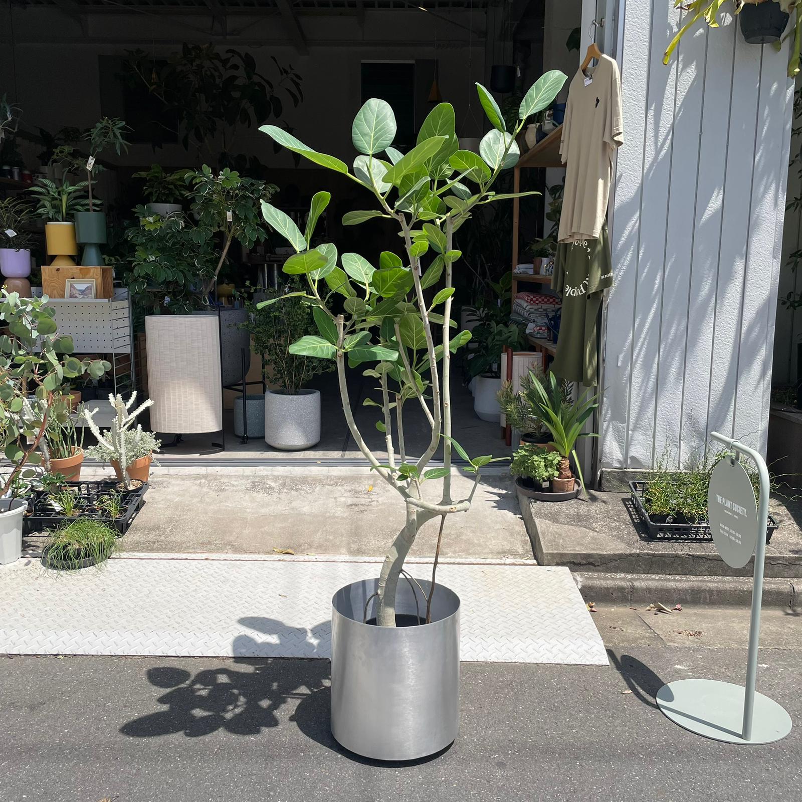 Ficus Audrey (Ficus benghalensis) フィカス  ベンガレンシス