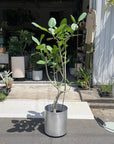 Ficus Audrey (Ficus benghalensis) フィカス  ベンガレンシス
