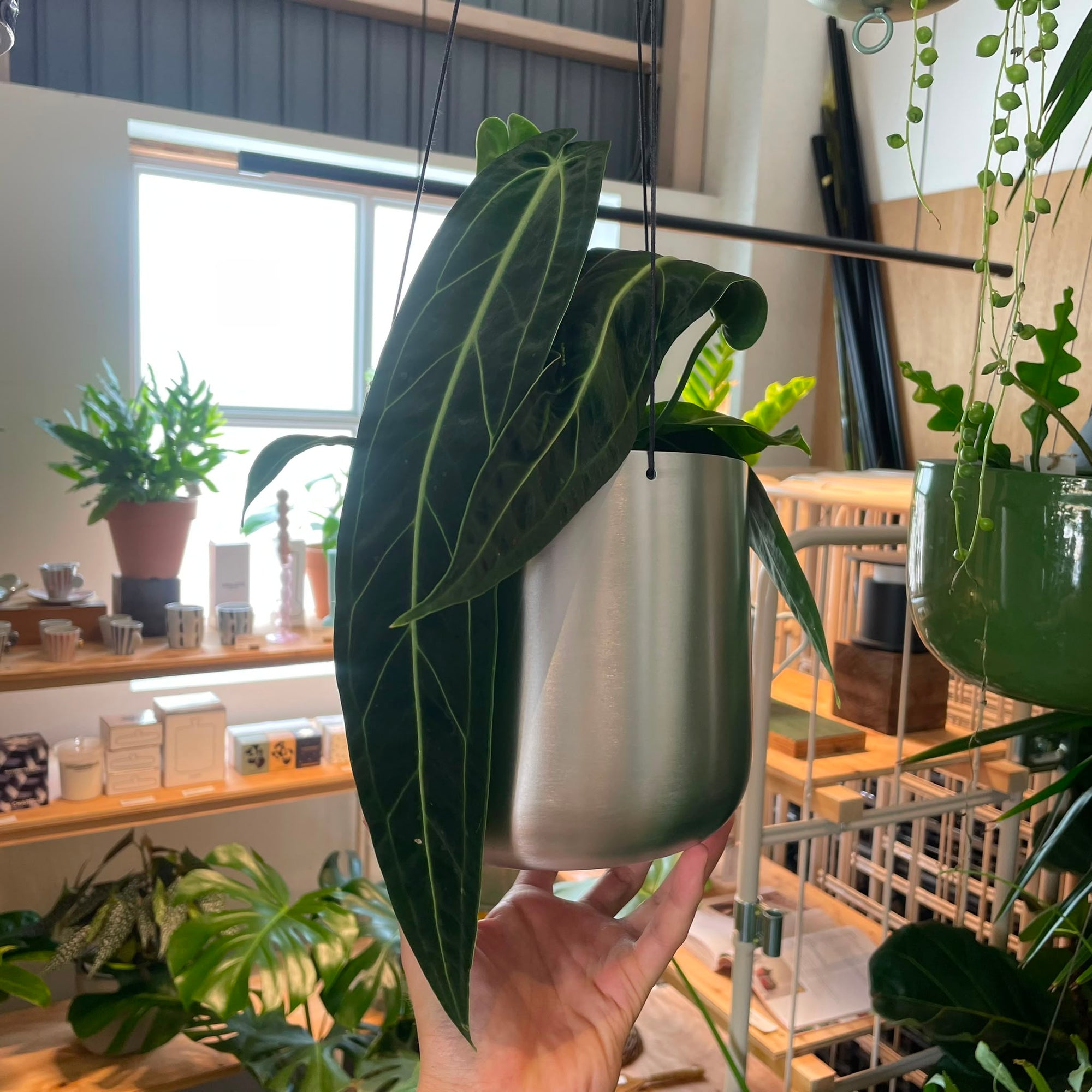 Queen Anthurium アンスリウム ワロクエアナム