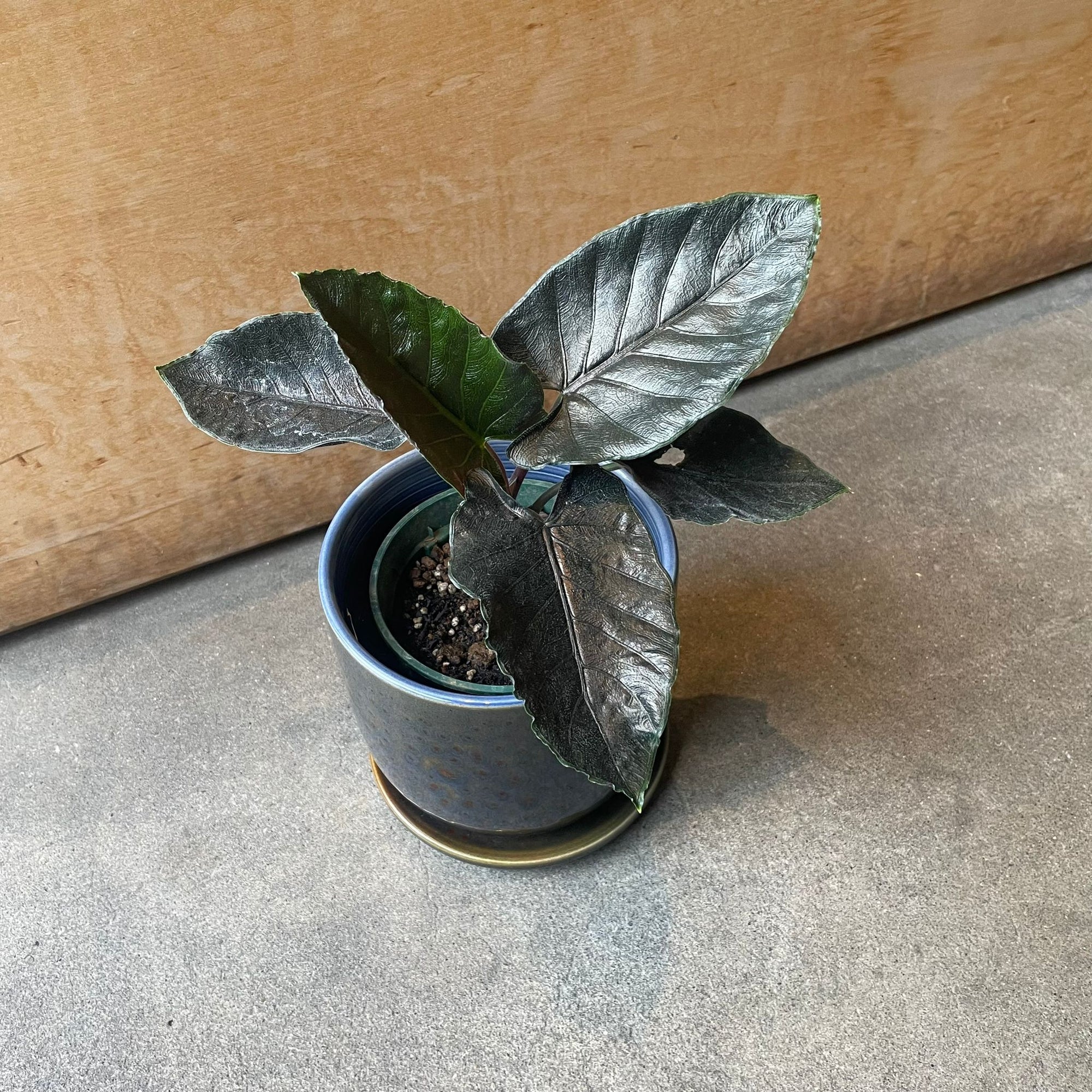 Alocasia アロカシア アントロベルベット