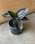 Alocasia アロカシア アントロベルベット
