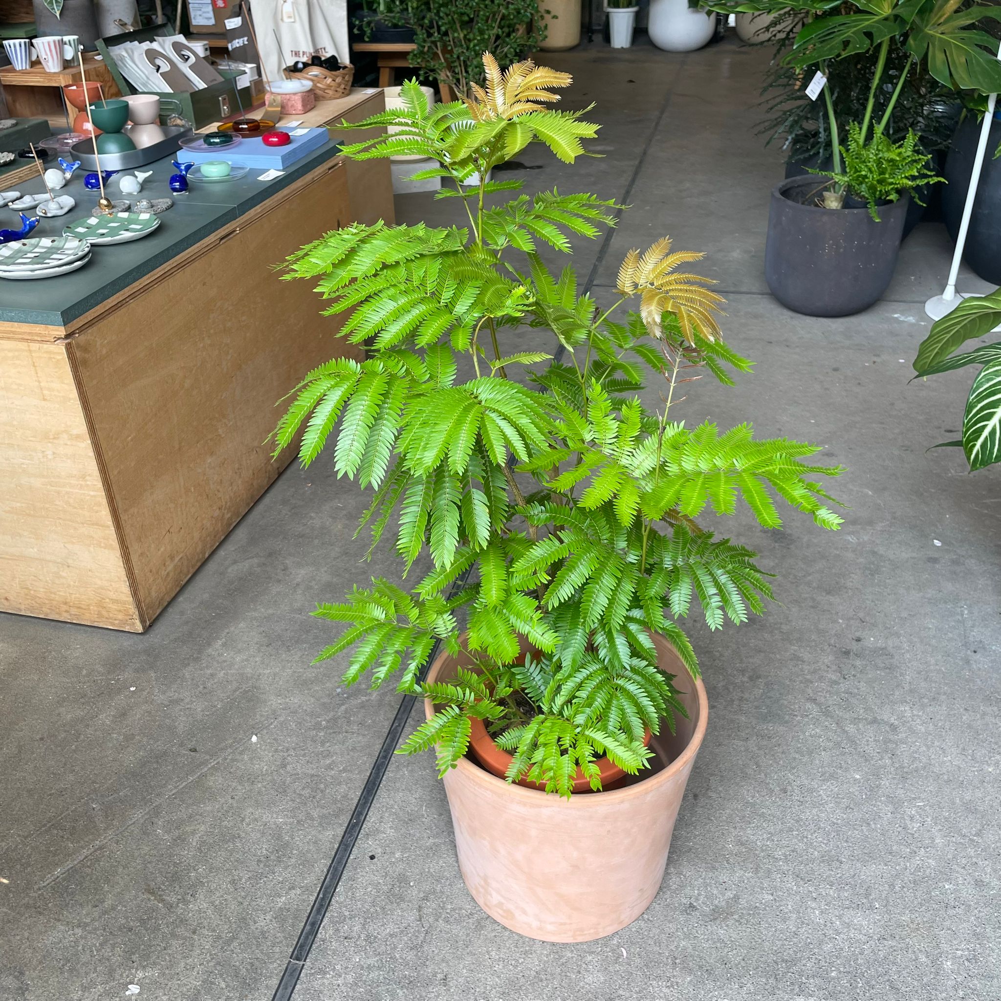 値下げ☆大鉢☆エバーフレッシュ エバーフレッシュ | 観葉植物の通販ならHitoHana（ひとはな）