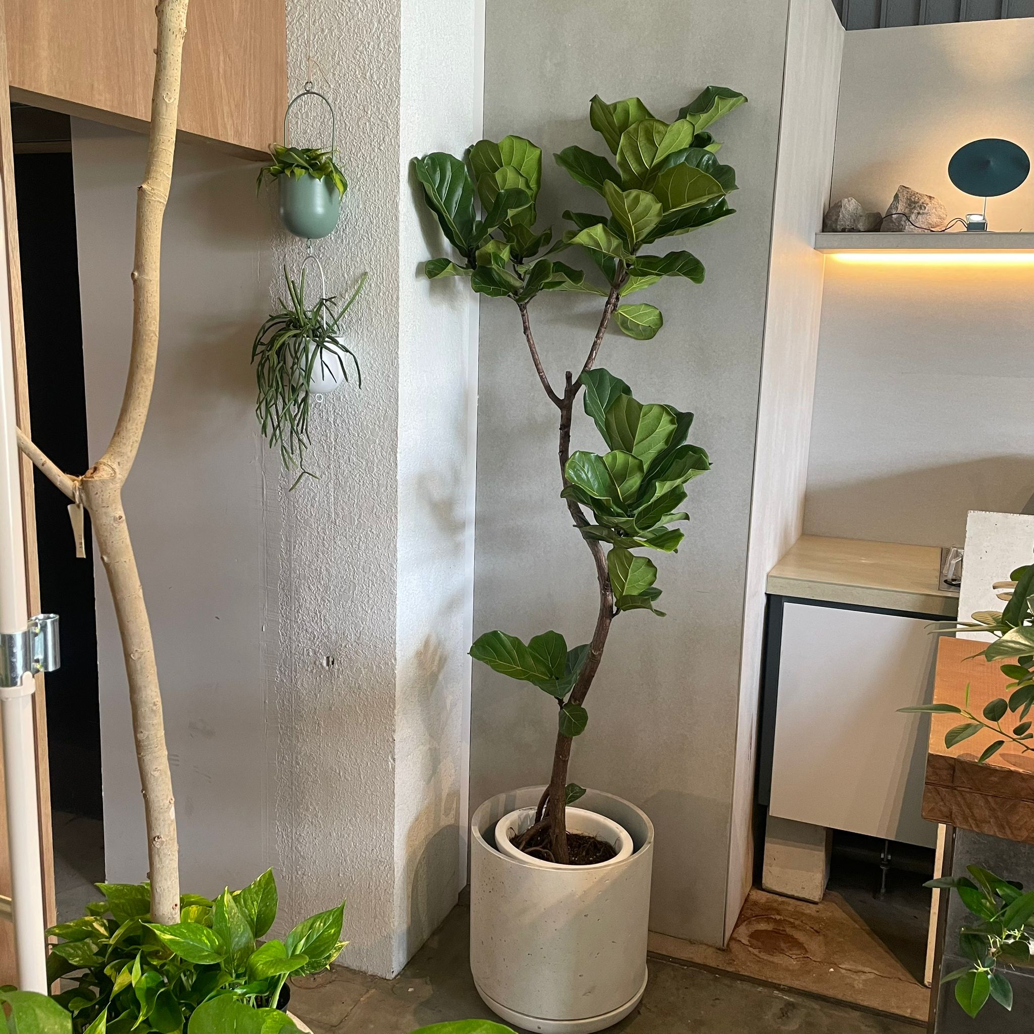 観葉植物 カシワバゴム カシワバゴム