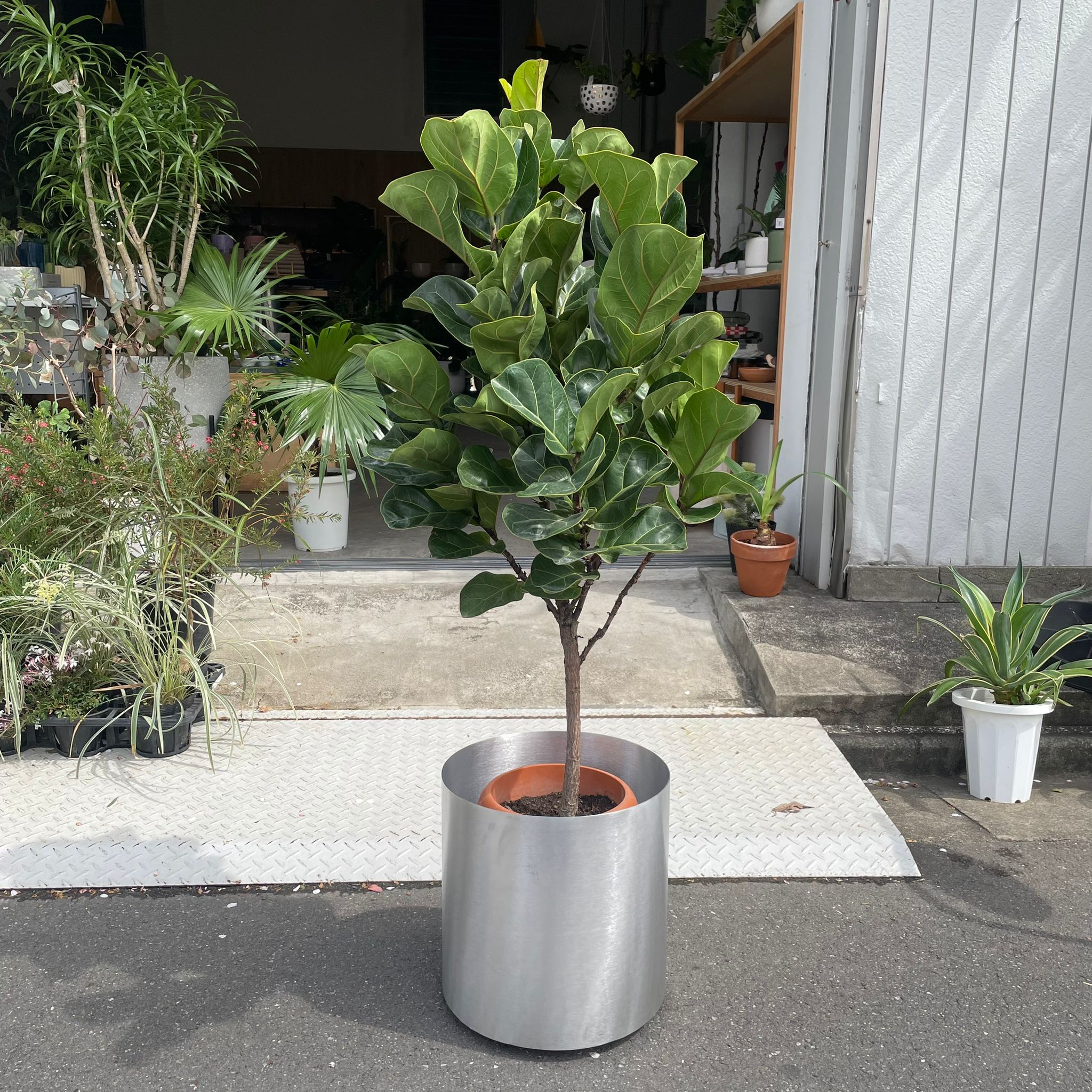 フィカス・リラータ（カシワバゴムの木）　観葉植物　約170cm 送料無料 カシワバゴム ゴムの木 フィカス リラータ 10号 観葉植物 10