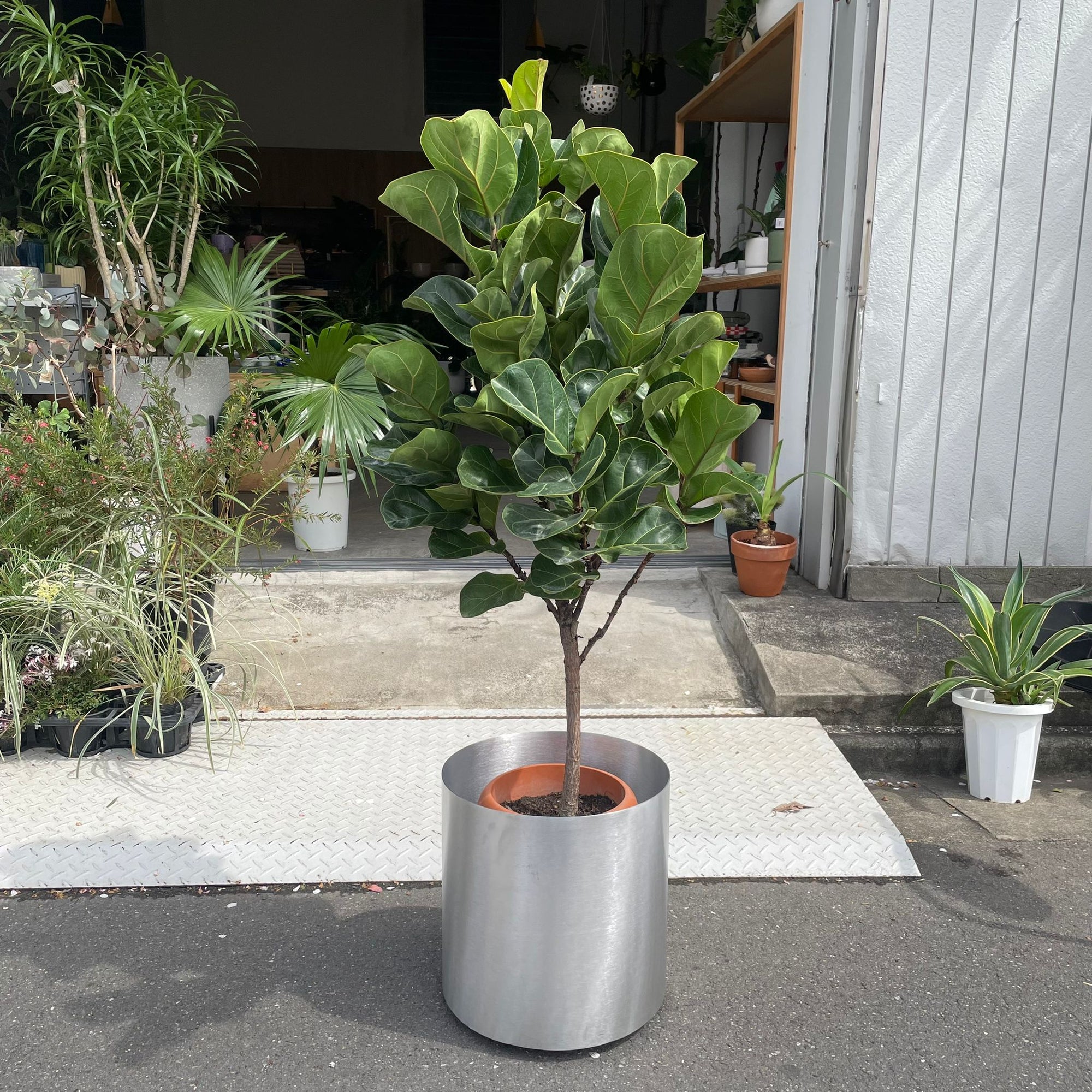 Fiddle Leaf Fig フィドル リーフ フィグ (カシワバゴムノキ)