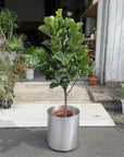 Fiddle Leaf Fig フィドル リーフ フィグ (カシワバゴムノキ)