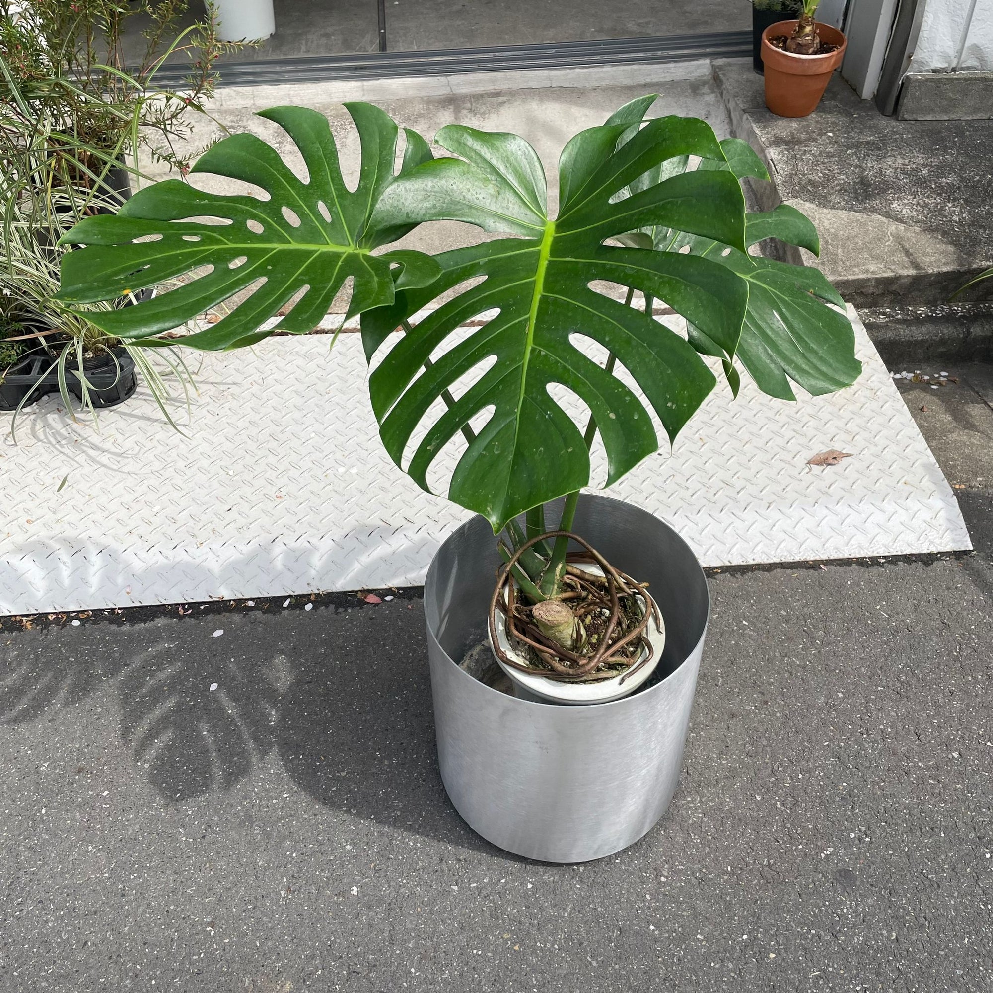 Fruit Salad Plant (Monstera deliciosa)  モンステラ デリシオーサ
