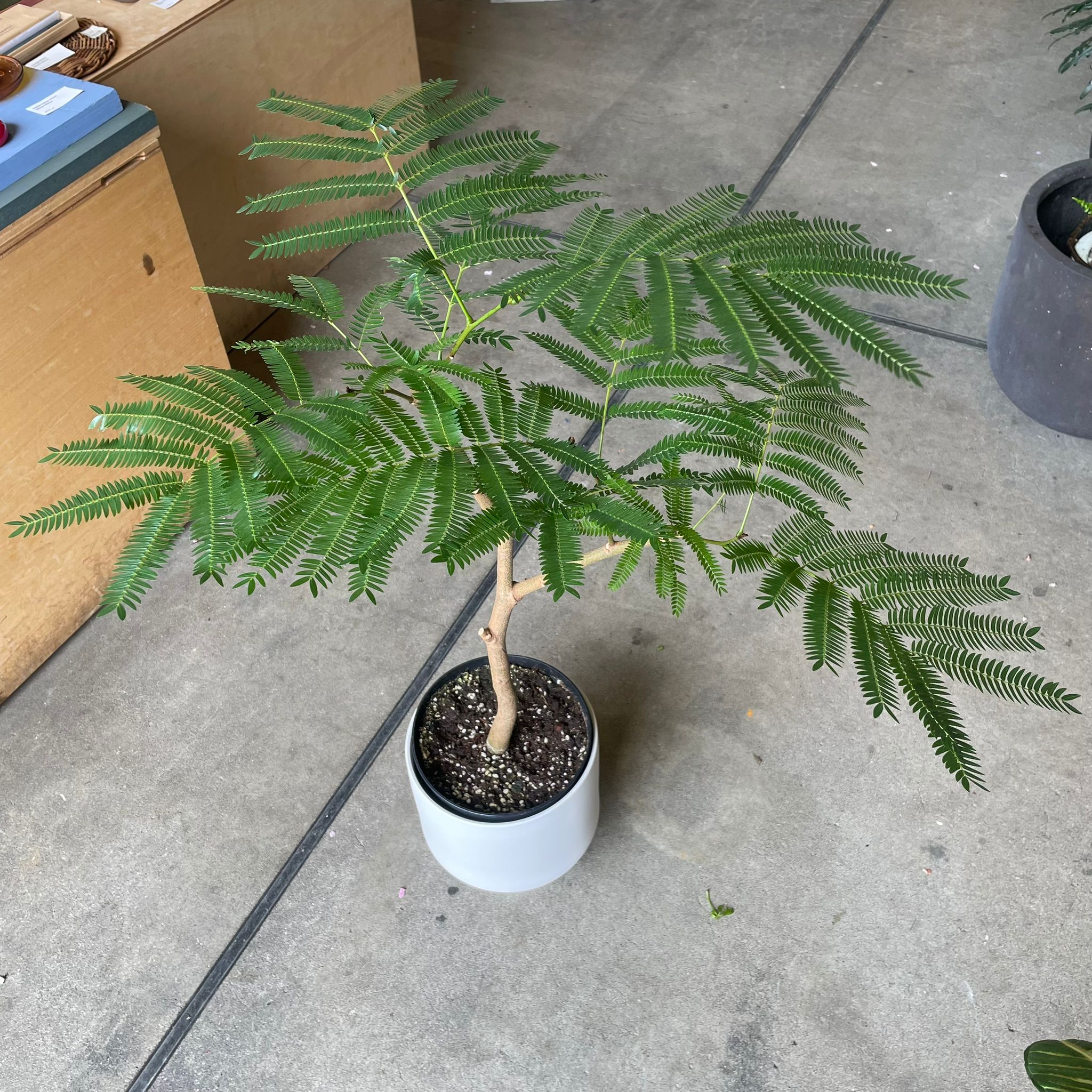 【観葉植物】エバーフレッシュ Ever Fresh Tree エバーフレッシュ I インドアプランツ I プラント