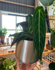 Queen Anthurium アンスリウム ワロクエアナム