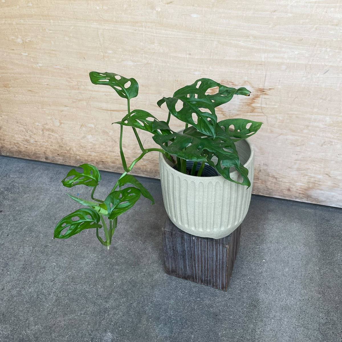 Monstera Swiss Cheese Plant モンステラ・マドカズラ