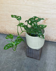 Monstera Swiss Cheese Plant モンステラ・マドカズラ