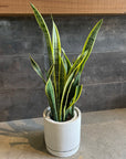 Cylinder Speckle Planter in Earthy Colour with Saucer  シリンダー スペックルプランター ソーサー付