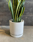 Cylinder Speckle Planter in Earthy Colour with Saucer  シリンダー スペックルプランター ソーサー付