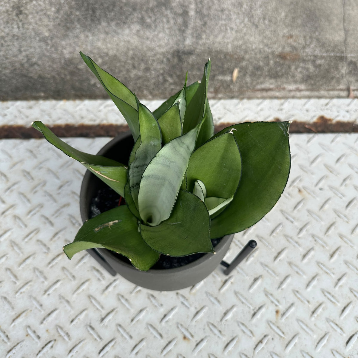 Snake plant サンスベリア ムーンシャイン Size 4