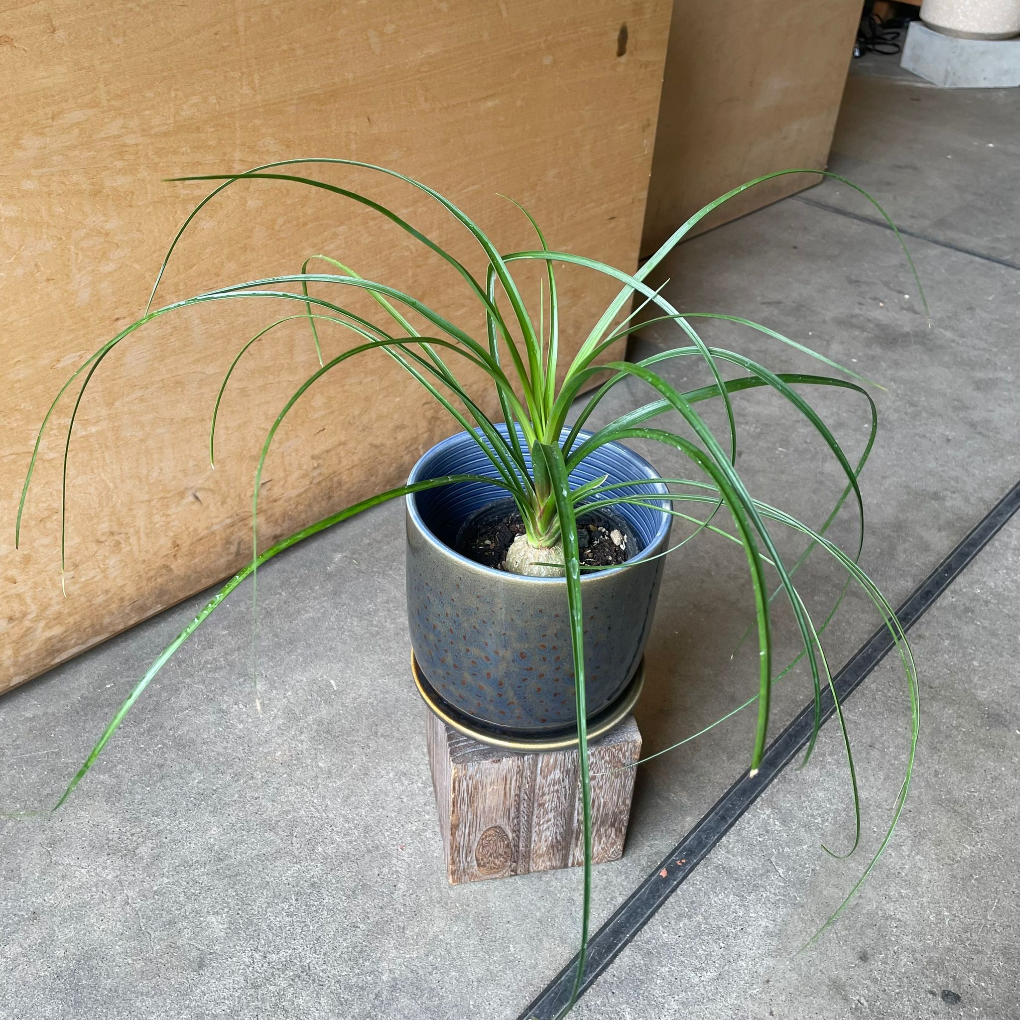 トックリランポニーテール Ponytail Palm ポニーテールパーム トックリラン I インドアプランツ I